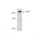 RFX1 Antibody (D-3) - Western Blotting - Image 333413 
