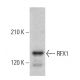 RFX1 Antibody (D-3) - Western Blotting - Image 364848