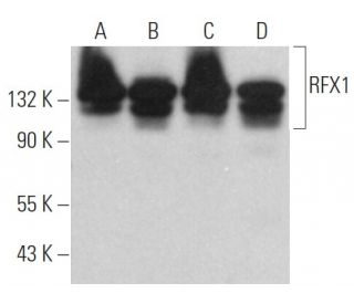 RFX1 Antibody (H-11) - Western Blotting - Image 374911 