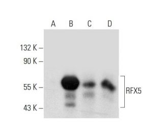 RFX5 Antibody (A-10) - Western Blotting - Image 136229
