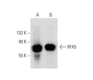 RFX5 Antibody (C-3): sc-271756