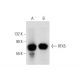 RFX5 Antibody (C-3) - Western Blotting - Image 136228 