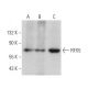RFX5 Antibody (C-3) - Western Blotting - Image 367542