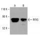 RFX5 Antibody (C-3) - Western Blotting - Image 414110 