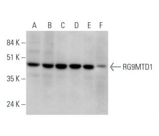 RG9MTD1 Antibody (A-8) - Western Blotting - Image 344729