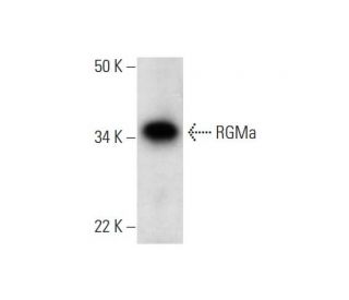 RGMa Antibody (E-10) - Western Blotting - Image 291936 