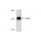 RGMa Antibody (E-10) - Western Blotting - Image 291936 