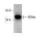 RGMa Antibody (E-10) - Western Blotting - Image 377450