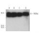 RGMa Antibody (E-10) - Western Blotting - Image 394953 