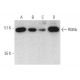 RGMc Antibody (C20) - Western Blotting - Image 374576
