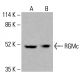 RGMc Antibody (C20) - Western Blotting - Image 416464