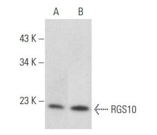 western blotting image from recommended RGS10 (A-8) monoclonal antibody replacement. Image 357211