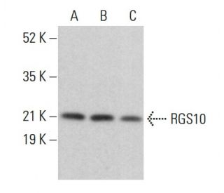 RGS10 Antibody (A-8) - Western Blotting - Image 360270