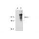 RGS12 Antibody (A-2) - Western Blotting - Image 317996
