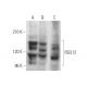 RGS12 Antibody (A-2) - Western Blotting - Image 371958 