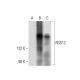 RGS12 Antibody (G-4) - Western Blotting - Image 305766