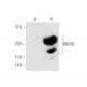 RGS16 Antibody (A-9) - Western Blotting - Image 66245 
