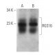 RGS16 Antibody (A-9) - Western Blotting - Image 360581 