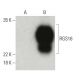 RGS16 Antibody (A-9) - Western Blotting - Image 396417