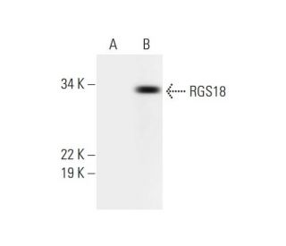 RGS18 Antibody (F-5) - Western Blotting - Image 290955