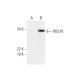 RGS18 Antibody (F-5) - Western Blotting - Image 290955