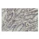RGS3 Antibody (CC-Q7) - Immunohistochemistry - Image 36149 
