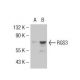 RGS3 Antibody (CC-Q7) - Western Blotting - Image 33164