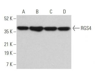 western blotting image from recommended RGS4 (H-12) monoclonal antibody replacement. Image 373475