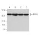 western blotting image from recommended RGS4 (H-12) monoclonal antibody replacement. Image 373475