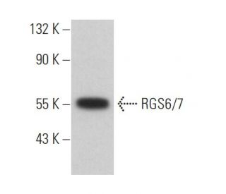 RGS6/7 Antibody (B-10) - Western Blotting - Image 366717