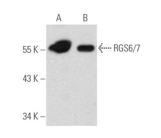 RGS6/7 Antibody (B-10) - Western Blotting - Image 388965