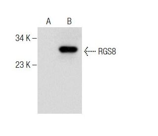 RGS8 Antibody (C-5) - Western Blotting - Image 283646