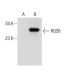 RGS8 Antibody (C-5) - Western Blotting - Image 283646