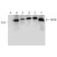RGS8 Antibody (F-3) - Western Blotting - Image 312008