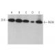 RGS8 Antibody (F-3) - Western Blotting - Image 375474 