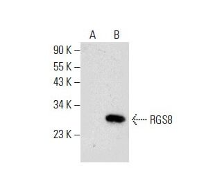 RGS8 Antibody (H-7) - Western Blotting - Image 288000