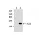 RGS8 Antibody (H-7) - Western Blotting - Image 288000