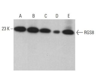 RGS8 Antibody (F-3) - Western Blotting - Image 375474