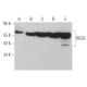 western blotting image from recommended RGS9 (C-8) monoclonal antibody replacement. Image 372932