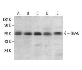 RhAG Antibody (D-5) - Western Blotting - Image 383938 