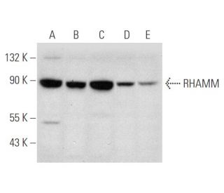 RHAMM Antibody (C-9) - Western Blotting - Image 344599