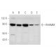 RHAMM Antibody (C-9) - Western Blotting - Image 344599