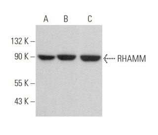 western blotting image from recommended RHAMM (H-8) monoclonal antibody replacement. Image 375876