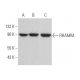 western blotting image from recommended RHAMM (H-8) monoclonal antibody replacement. Image 375876