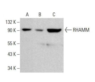 RHAMM Antibody (H-8) - Western Blotting - Image 380384