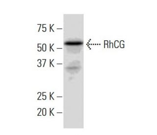 RhCG Antibody (CB-62) - Western Blotting - Image 33661 