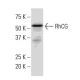 RhCG Antibody (CB-62) - Western Blotting - Image 33661 
