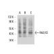 RhD/CE Antibody (BRIC69) - Western Blotting - Image 17060