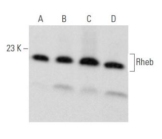 western blotting image from recommended Rheb (B-12) monoclonal antibody replacement. Image 354931