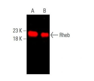 Rheb Antibody (B-12) - Western Blotting - Image 377865